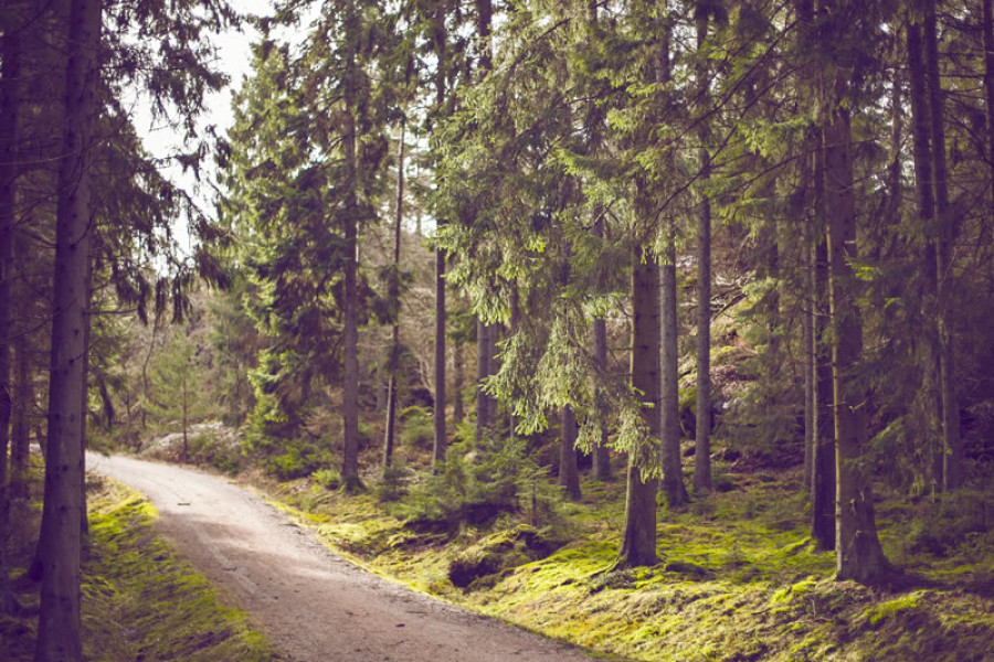 Développement – sentier de marche, randonnée pédestre et trekking